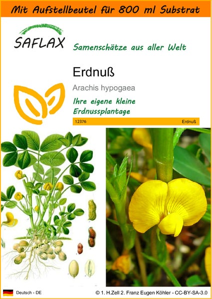 SAFLAX Garden in the bag - Erdnuß - Arachis hypogaea - 8 Samen - Mit Anzuchtsubstrat im praktischen, selbst aufstellenden Beutel