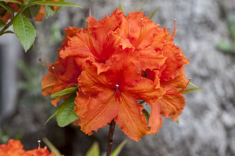 Rhododendron luteum 'Golden Eagle', gelb, 30–40 cm