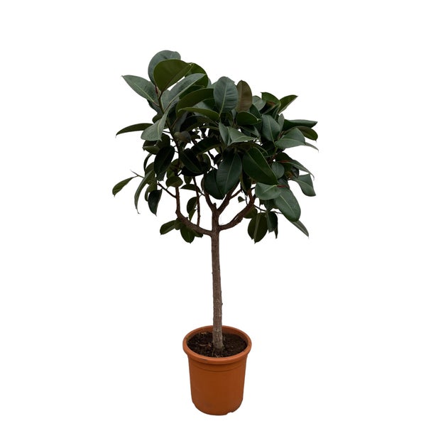 Gummibaum Robusta auf Stiel – 190 cm – ø40