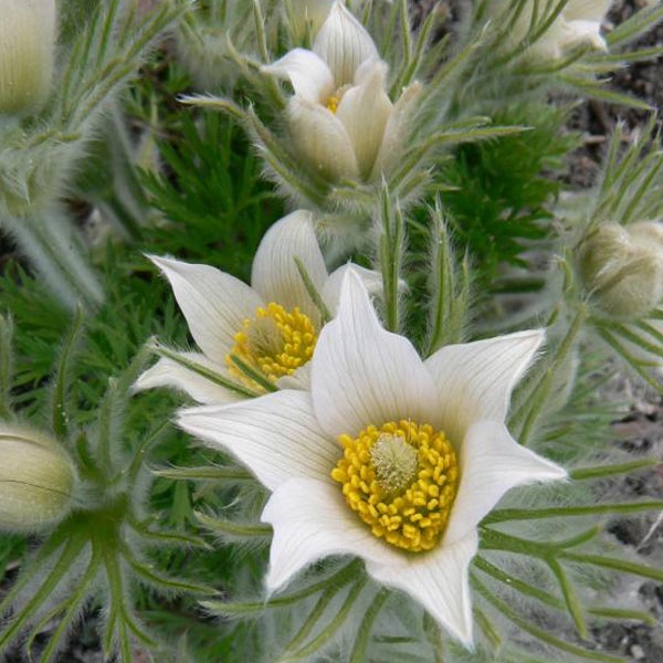 Nahaufnahme von Küchenschellenblüten mit gelben Blütenstempeln