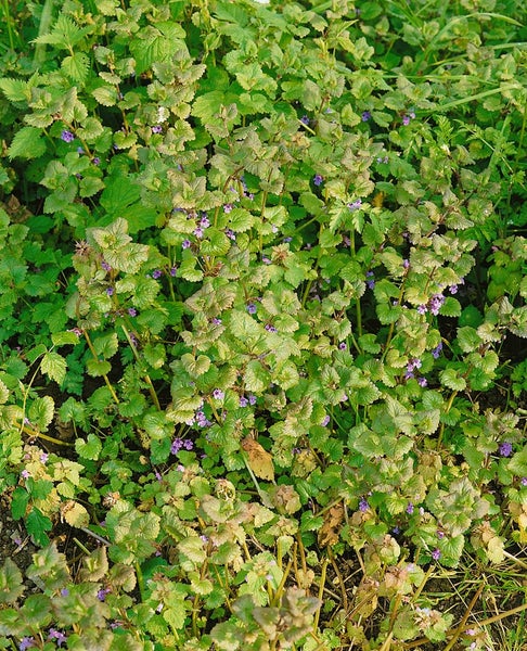 Glechoma hederacea, Gundermann, ca. 9x9 cm Topf