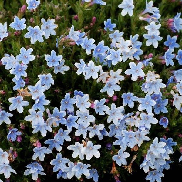 Blütenmeer mit blauen Sternblumen