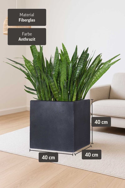 Quadratischer Pflanzkübel aus Fiberglas in Anthrazit, 40 mal 40 mal 40 Zentimeter, mit Bogenhanf in einem hellen Wohnzimmer auf einem Teppich.