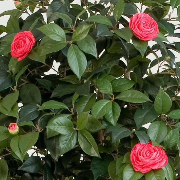Künstliche Kamelie mit roten Blüten und grünen Blättern.