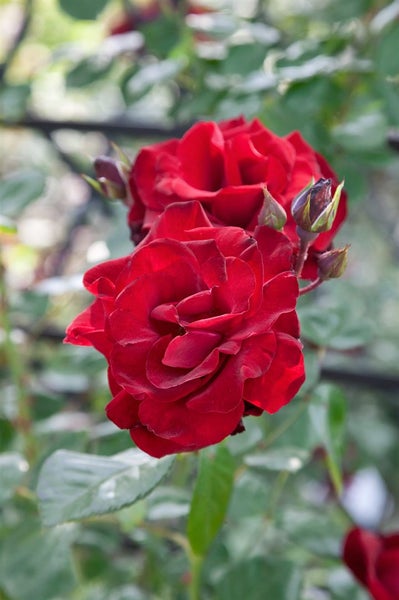 Rosa 'Santana', Kletterrose, leuchtend rot, 5-7,5 Liter Container