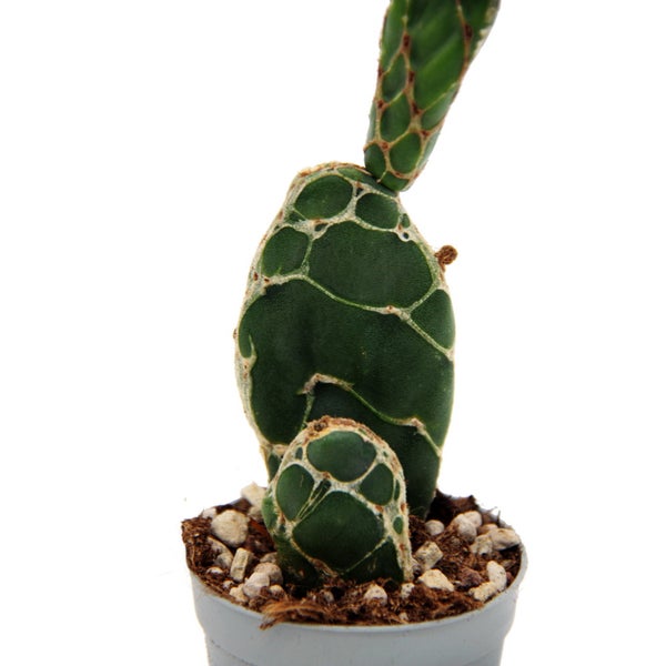 Kobra-Kaktus - Opuntia reticulata Cobra - augefallener Ohrenkaktus - 6,5cm Topf