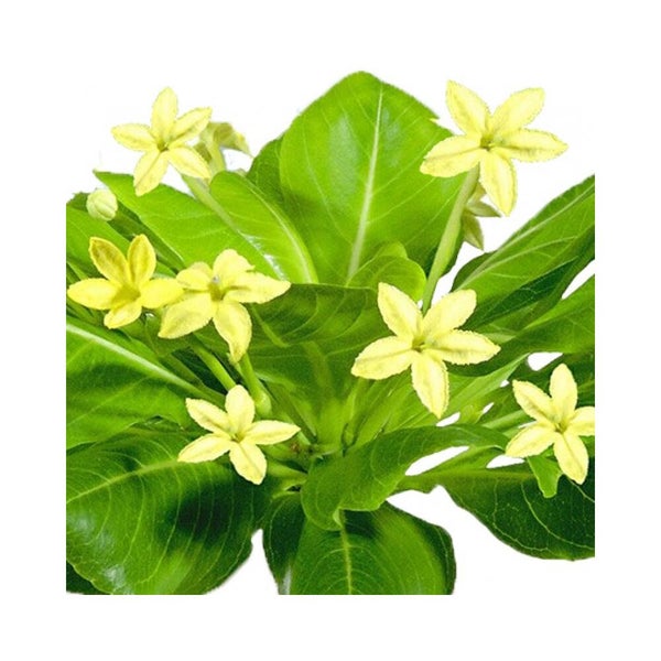 Pflanze mit grünen Blättern und kleinen gelben sternförmigen Blüten.
