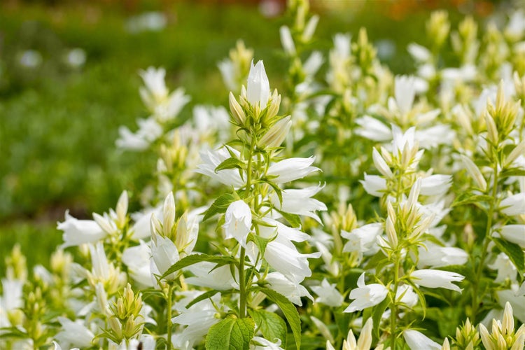 Campanula latifolia var.macrantha 'Alba', weiß, ca. 9x9 cm Topf