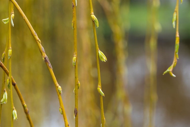 Nahaufnahme von Weidenzweigen mit Knospen