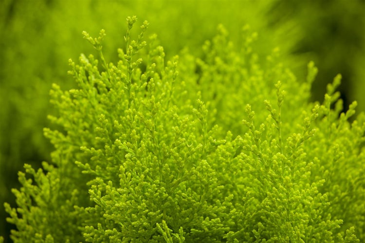 Thuja orientalis 'Aurea Nana', Lebensbaum, goldgelb, 40–50 cm