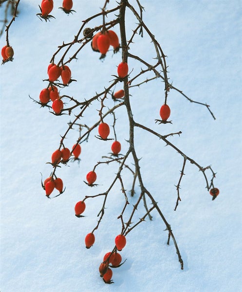 Rosa canina, Hundsrose, rosa Blüten, 60–100 cm