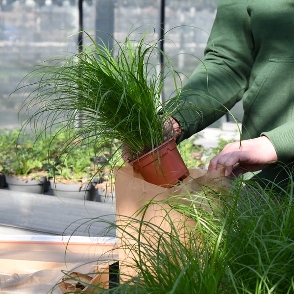 Katzengras 3er Set Cyperus zumula | biologisch, sicher für Katzen | PetLove Futterpflanze 15-20 cm