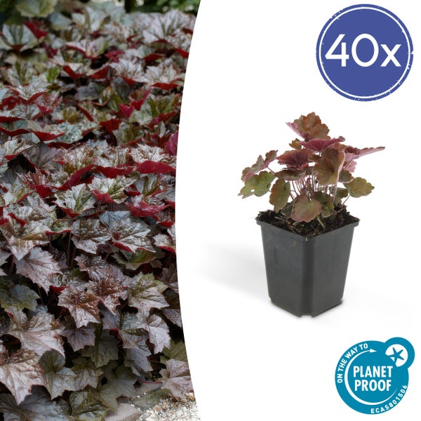 Purpurglöckchen Heuchera micrantha Palace Purple, 40 Stück im Topf, Gartenpflanze, On the way to PlanetProof zertifiziert.