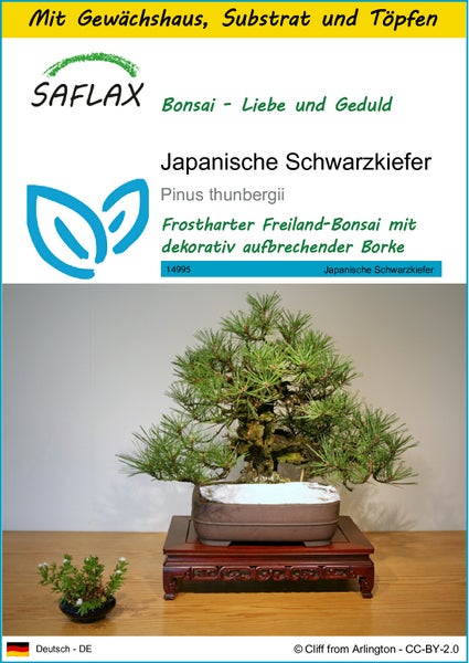 SAFLAX Anzucht Set - Japanische Schwarzkiefer - Pinus thunbergii - 30 Samen - Mit Mini-Gewächshaus, Anzuchtsubstrat und 2 Töpfen