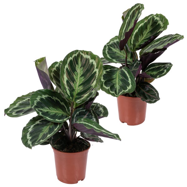 2x Calathea 'Medaillon' - Pfauenpflanze - Zimmerpflanze - Luftreinigend - ⌀14 cm - ↕40-45 cm