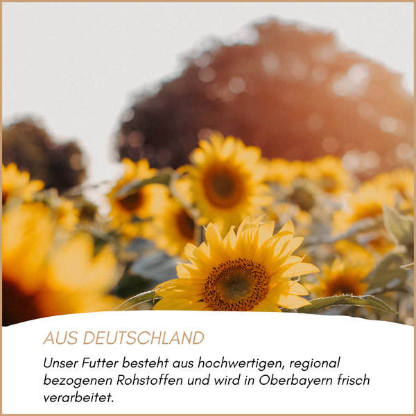 Sonnenblumenfeld mit Text zur regionalen Herkunft des Futters aus Deutschland und der Verarbeitung in Oberbayern.