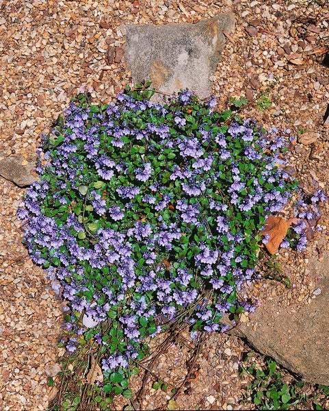 Bodendecker mit violetten Blüten im Garten.