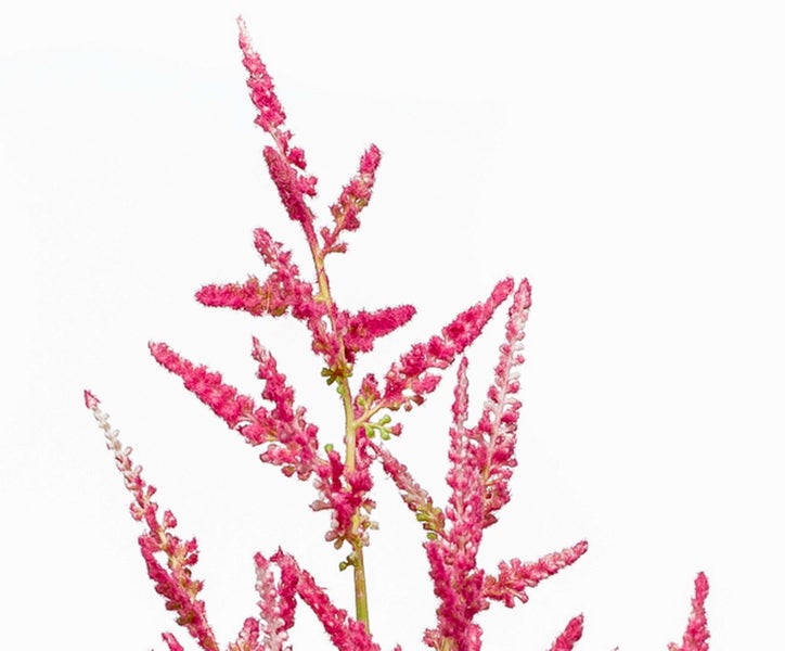 Künstliche Astilbe mit rosafarbenen fedrigen Blütenständen und grünen Stielen.