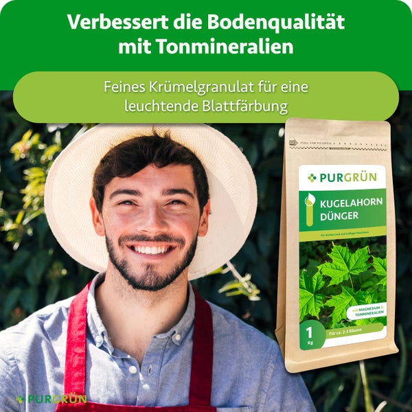 Ein glücklicher Gärtner mit einem Beutel Purgrün Kugelahorn Dünger, der Bodenqualität verbessert und Blätter kräftigt.