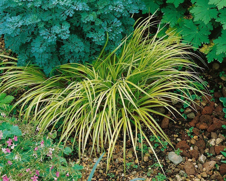 Acorus gramineus 'Ogon', Japanische Segge, gelbgrün, 2 Liter Container