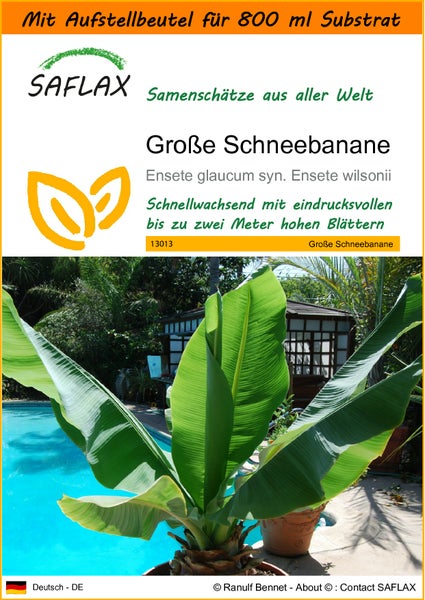 SAFLAX Garden in the bag - Große Schneebanane - Ensete glaucum syn. Ensete wilsonii  - 10 Samen - Mit Anzuchtsubstrat im praktischen, selbst aufstellenden Beutel