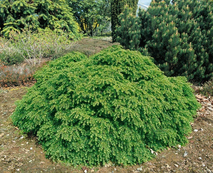 Grüner Zwergstrauch im Garten