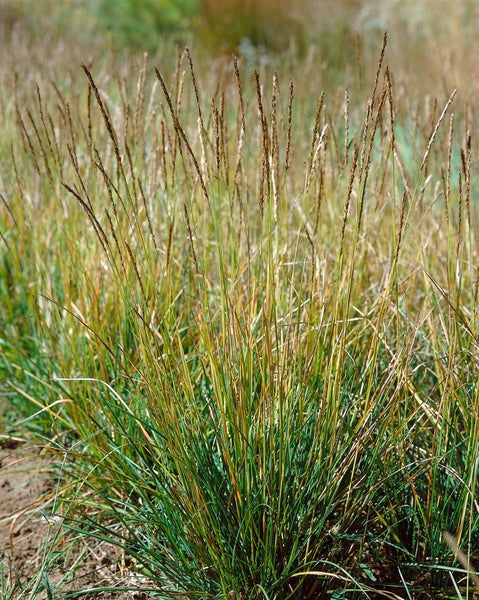Sesleria albicans, Blaugras, ca. 9x9 cm Topf