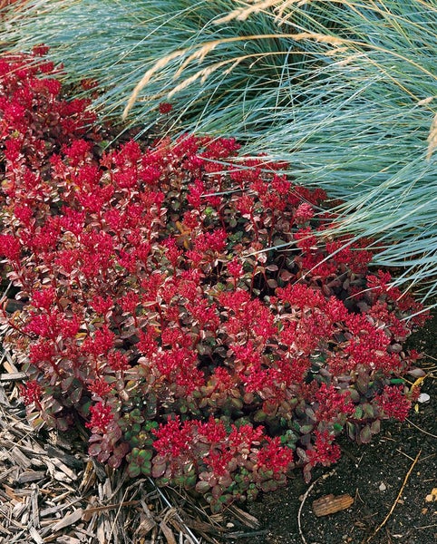 Fetthenne mit roten Blüten und Ziergras im Gartenbeet