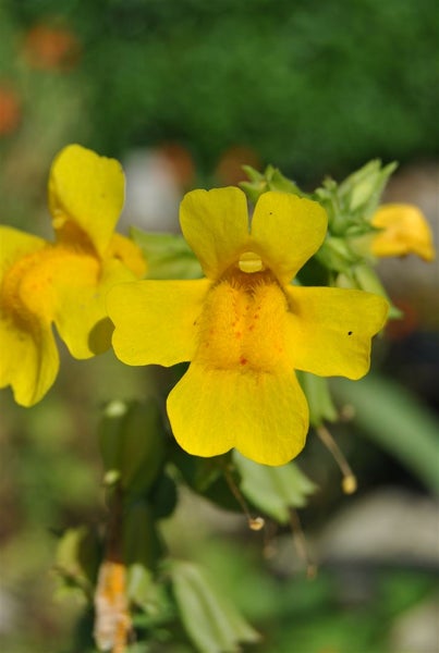 Mimulus luteus, Gelbe Gauklerblume, ca. 9x9 cm Topf