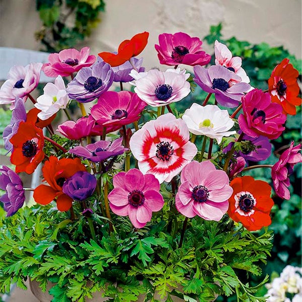 Bloomique – Mischung aus 50 – Anemone De Caen – Gartenanemone – Farbmischung – Blumenzwiebeln – Frühlingsblüte – mehrjährige Pflanzen – wird bis zu 20–25 cm groß