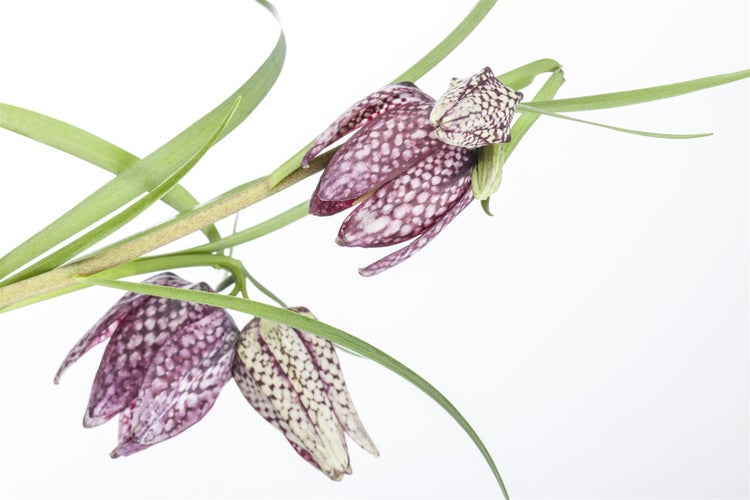 Fritillaria meleagris, Schachbrettblume, ca. 9x9 cm Topf, einzigartig