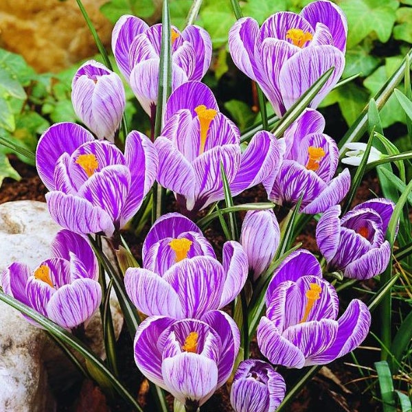 Nahaufnahme von Krokusblüten im Gartenbeet