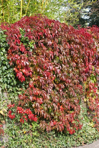 Parthenocissus quinquefolia 'Engelmannii', Wilder Wein, 100–150 cm