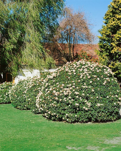 Viburnum tinus, Lorbeer-Schneeball, immergrün, 30–40 cm