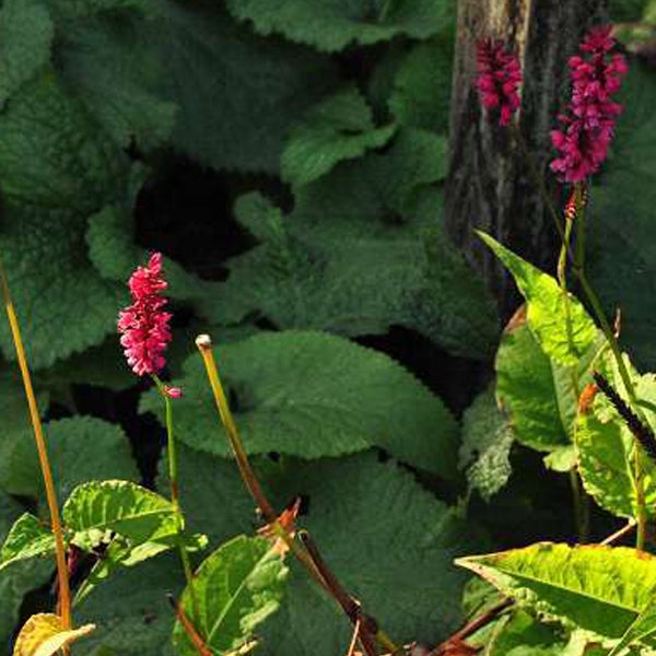 Blühender Schlangen-Knöterich im Garten.