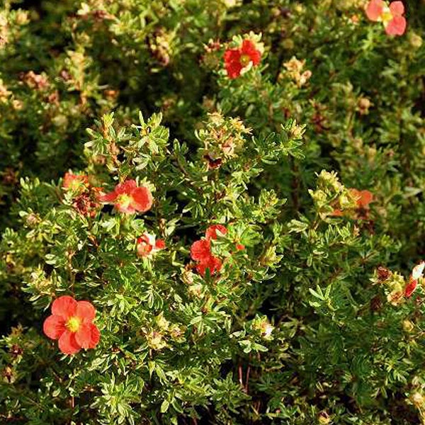 Blütenstrauch mit roten Blüten