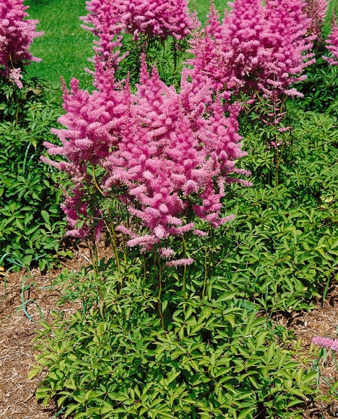 Astilbe x arendsii 'Amethyst', Prachtspiere, violett, ca. 9x9 cm Topf