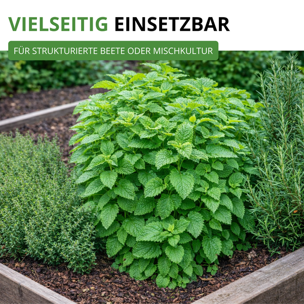 Kräuter wie Zitronenmelisse, Rosmarin und Thymian in einem Hochbeet aus Holz, ideal für strukturierte Beete oder Mischkulturen im Garten.