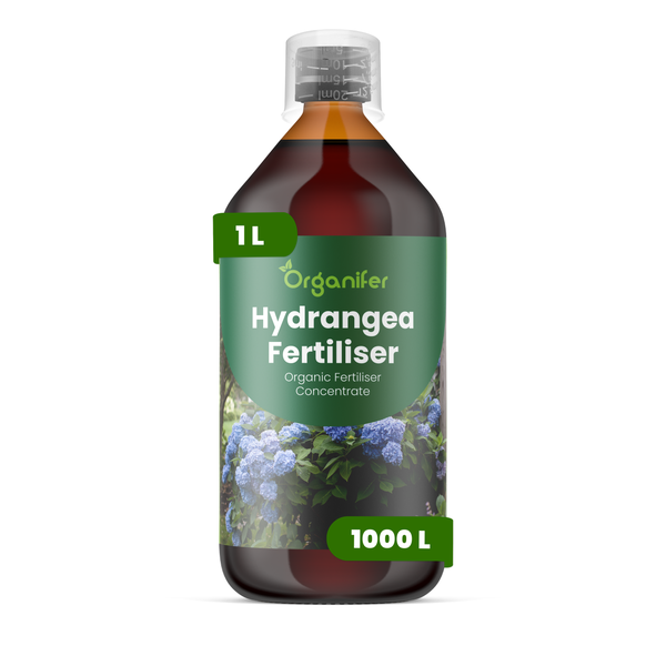Organifer Hortensiendünger, flüssiges organisches Düngerkonzentrat, 1 Liter Flasche ausreichend für 1000 Liter Gießwasser.