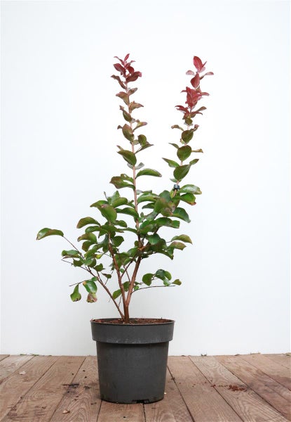 Lagerstroemia indica 'Dynamite', Kreppmyrte, leuchtend rot, 60–80 cm
