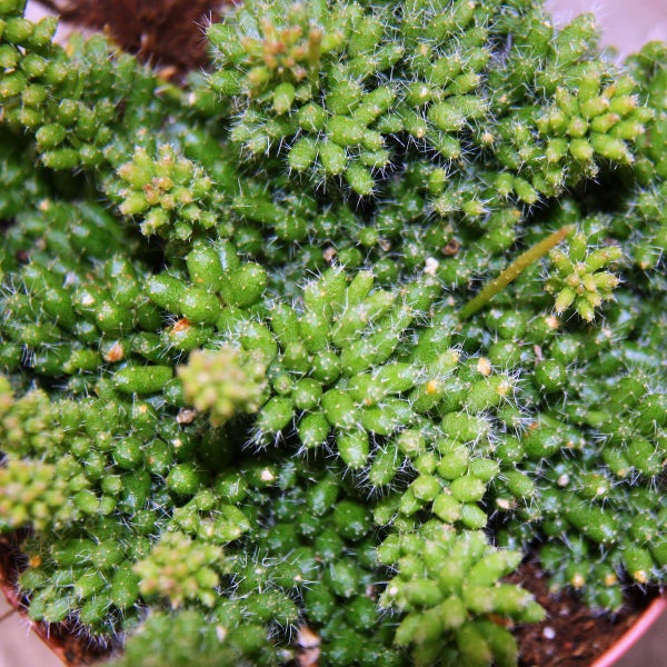 Metall-Pflanzstütze im Gartenbeet mit Blumen