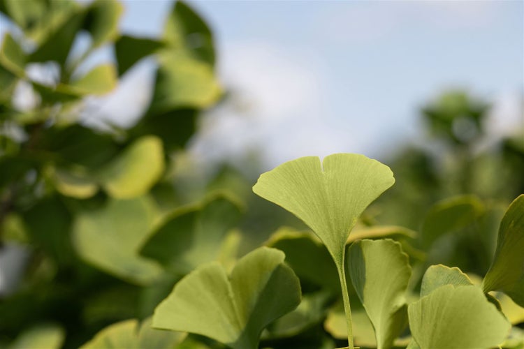 Ginkgo biloba 'Globus', Fächerblattbaum, kompakt, 40–60 cm