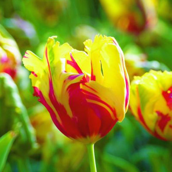 Gelb-rote Tulpe im Garten