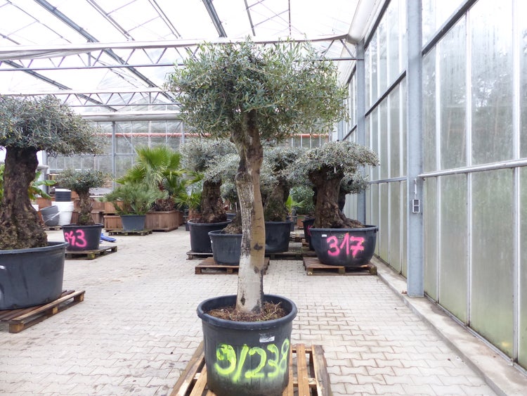 exakt dieser Baum Nr. 9|238, 210 cm, Olivenbaum, knorrige alte urige Olive winterhart