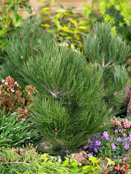 Pinus heldreichii 'Den Ouden', Bosnische Kiefer, 20–25 cm