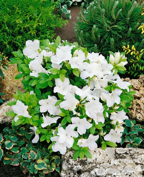 Rhododendron obt. 'Diamant Weiß', Rhododendron, weiß, 20–25 cm