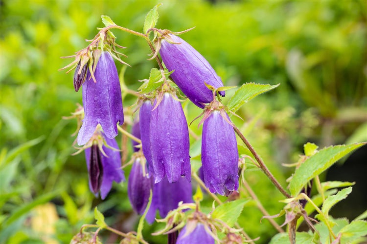 Campanula punctata 'Sarastro', Glockenblume, violett, ca. 11x11 cm Topf