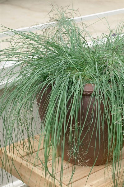 Eragrostis elliottii 'Wind Dancer', Ziergras, ca. 9x9 cm Topf