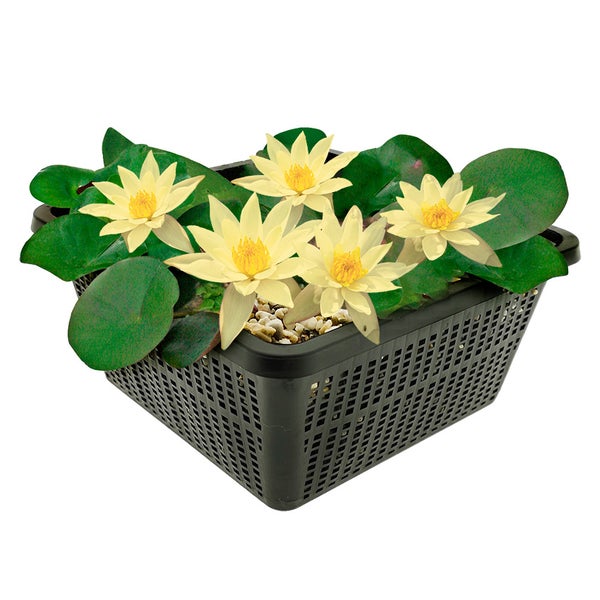 Seerose mit gelben Blüten und grünen Blättern in einem schwarzen Teichpflanzkorb mit Kies.