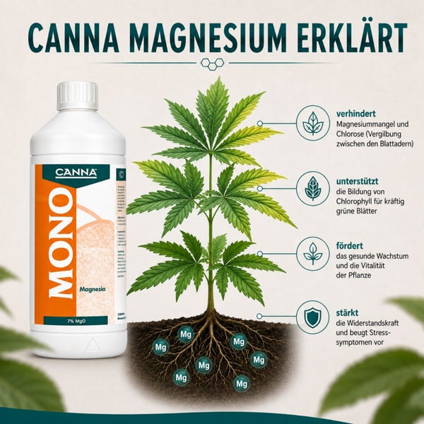 Infografik zeigt Canna Mono Magnesia Duenger und dessen Wirkung auf Pflanzen zur Vorbeugung von Magnesiummangel und Foerderung von Chlorophyll.